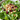 Ensalada de hojas verdes arándanos y almendras