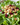 Ensalada de hojas verdes arándanos y almendras